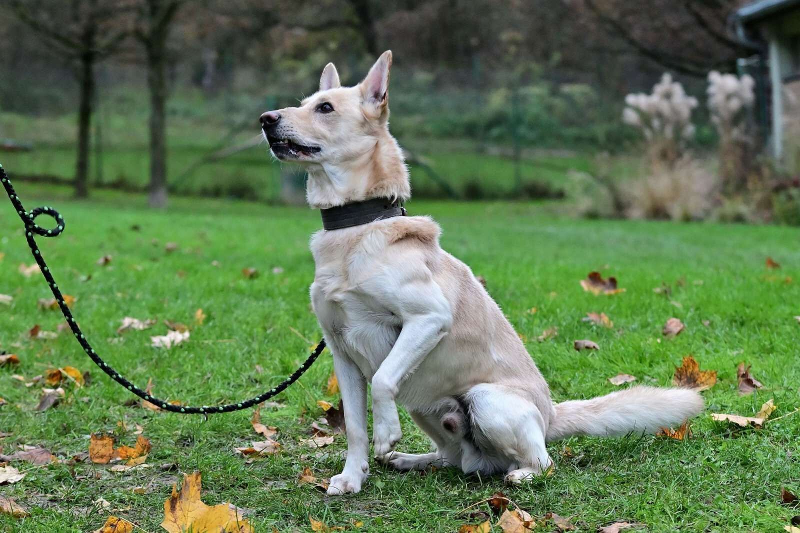 utulek 11 2025male--127